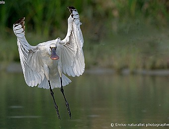 Animali 475